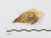 藏品(射脈菌屬)的圖片