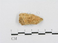 藏品(射脈菌屬)的圖片