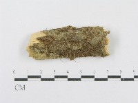 藏品(射脈菌屬)的圖片