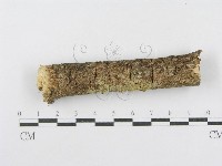 藏品(射脈菌屬)的圖片