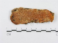 藏品(射脈菌屬)的圖片