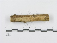 藏品(射脈菌屬)的圖片