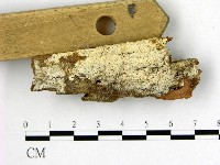 藏品(射脈菌屬)的圖片