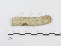 藏品(射脈菌屬)的圖片