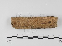 藏品(射脈菌屬)的圖片