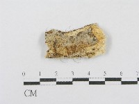 藏品(射脈菌屬)的圖片