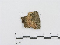 藏品(射脈菌屬)的圖片