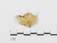 藏品(射脈菌屬)的圖片