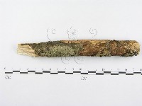 藏品(射脈菌屬)的圖片