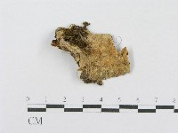 藏品(射脈菌屬)的圖片