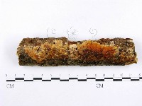 藏品(射脈菌屬)的圖片