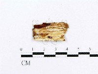 藏品(射脈菌屬)的圖片