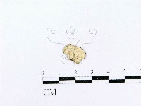藏品(射脈菌屬)的圖片