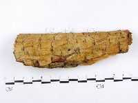 藏品(射脈菌屬)的圖片