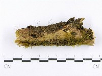 藏品(射脈菌屬)的圖片