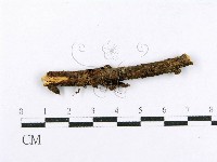 藏品(射脈菌屬)的圖片