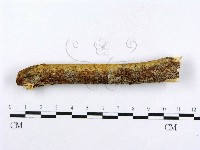 藏品(射脈菌屬)的圖片