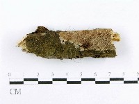 藏品(射脈菌屬)的圖片