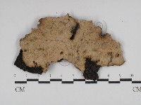 藏品(韌革菌屬)的圖片