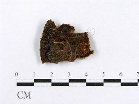 藏品(射脈菌屬)的圖片