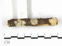 藏品(柱擔菌屬)的圖片