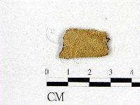 藏品(顯絲菌屬)的圖片