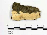 藏品(顯絲菌屬)的圖片