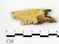 藏品(顯絲菌屬)的圖片