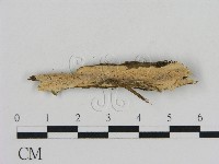 藏品()的圖片
