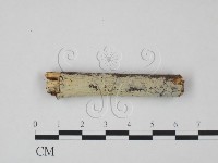 藏品(冇骨消絲齒菌)的圖片