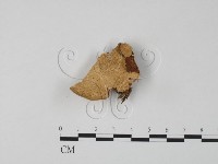 藏品(栓菌屬)的圖片