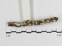 藏品(刺皮菌屬)的圖片