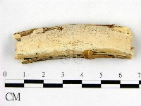 藏品(顯絲菌屬)的圖片