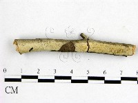 藏品(顯絲菌屬)的圖片