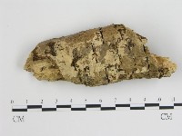 藏品(樹狀皮革菌屬)的圖片