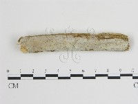 藏品(樹狀皮革菌屬)的圖片