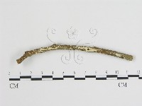 藏品(樹狀皮革菌屬)的圖片