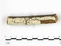 藏品(柱擔菌屬)的圖片