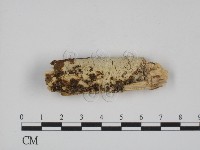 藏品(叉絲革菌屬)的圖片