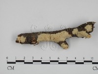 藏品(叉絲革菌屬)的圖片