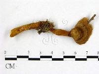 藏品(假芝屬)的圖片