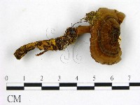 藏品(假芝屬)的圖片