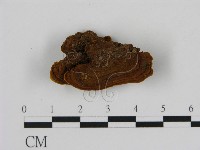 藏品(刺革菌屬)的圖片