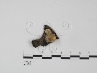 藏品(韌革菌屬)的圖片