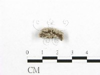 藏品(裂褶菌)的圖片