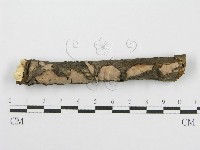 藏品(筍殼菌屬)的圖片