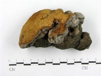 藏品(木層孔菌屬)的圖片