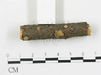 藏品(盤革菌屬)的圖片