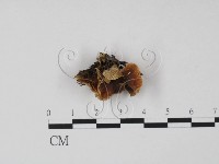 藏品()的圖片