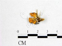 藏品(花耳屬)的圖片